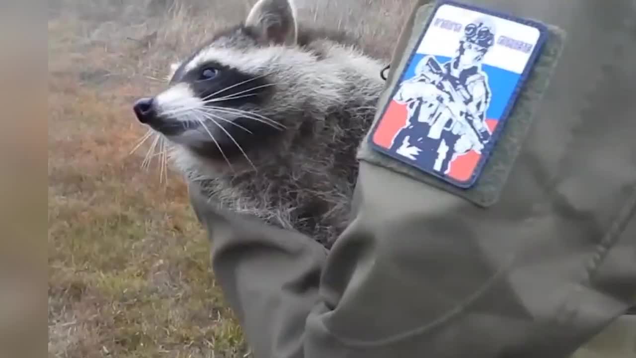 A soldier of the Russian army with a raccoon in his hands congratulated everyone new year