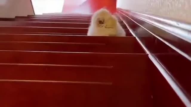 You look too cute on the ladder