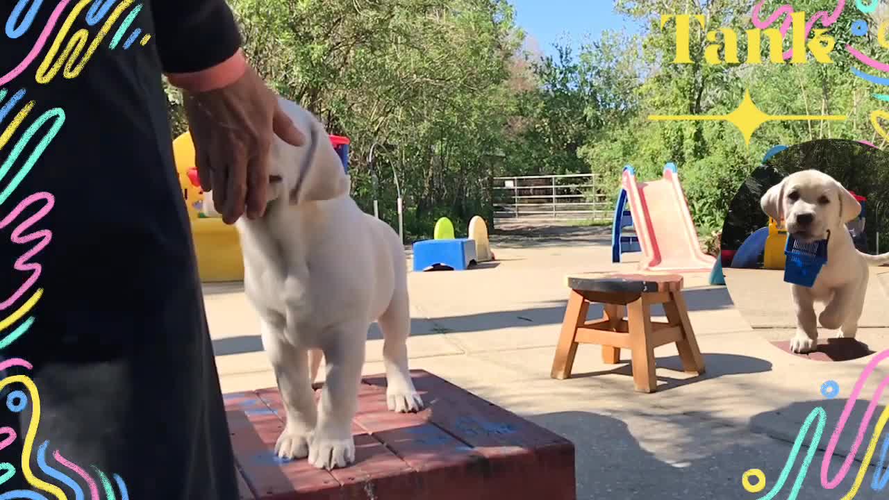 puppy training