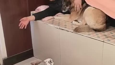 Cute dog and rabbit . A beautiful moment _1620 - _SORAI_TV(360P)