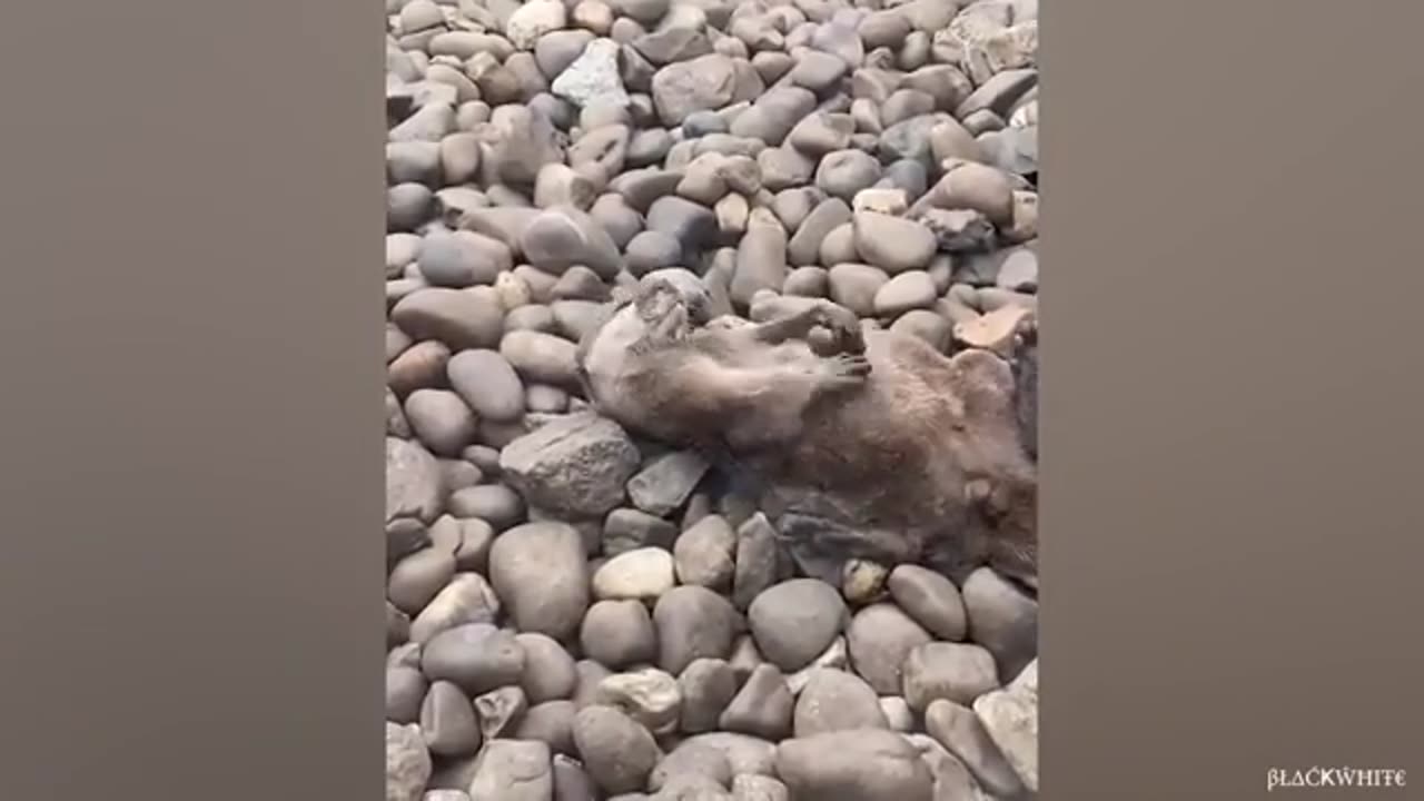 Funny animal video