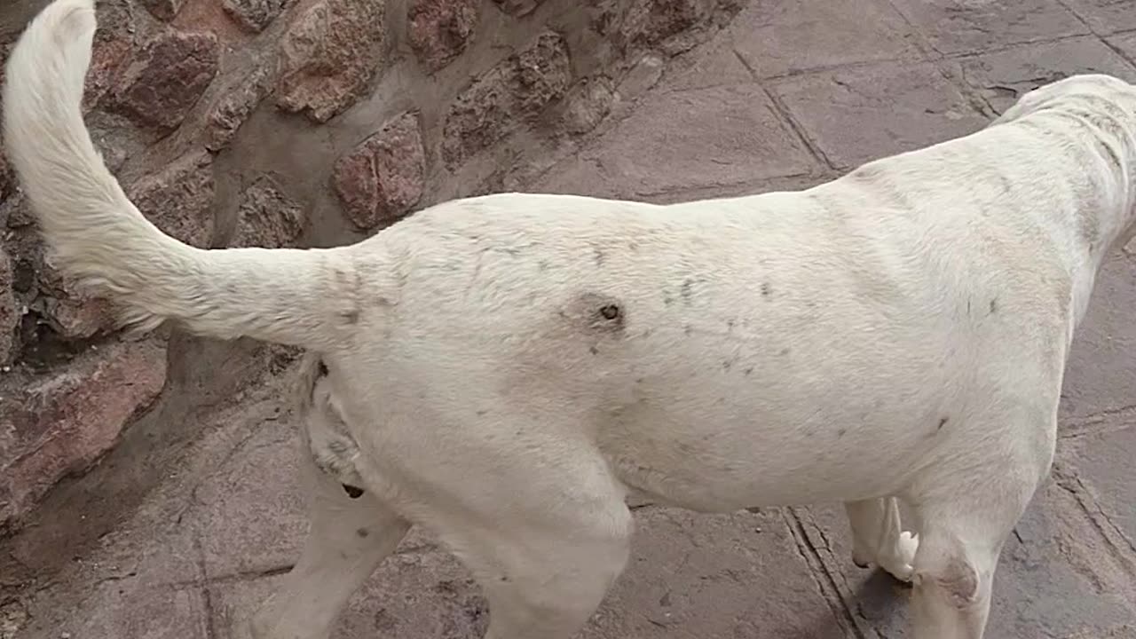 funny dog scratching its butt on inkas wall