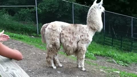 Spitting Llama wants icecream