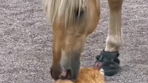 Funny Video