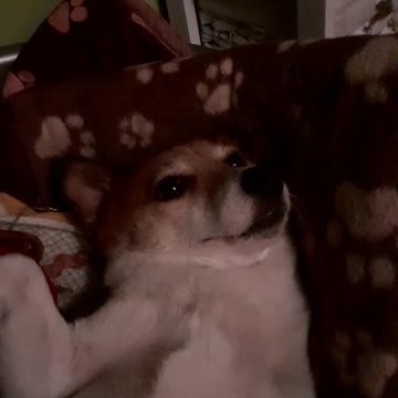 Массажик вечером перед сном.Кузя