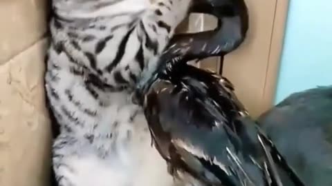 Cat and duck fighting