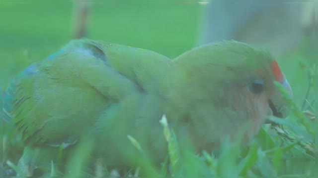 Rosy Faced Lovebird Eating On The Ground Beautiful Lovebird