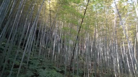 Shunan Bamboo Sea