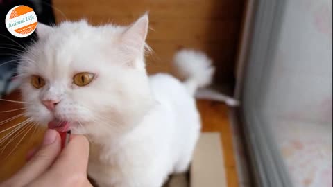 White Persian cat licks the food In a Hurry