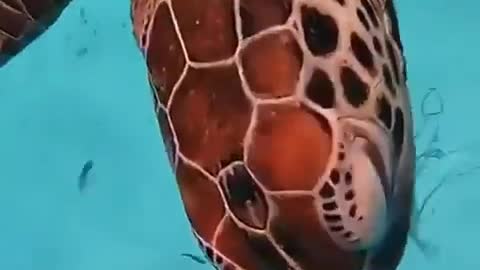 Sea turtles