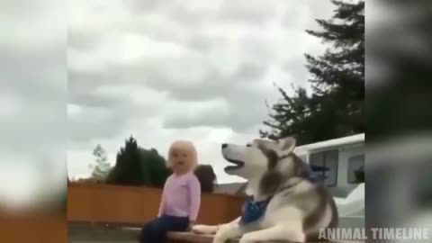 Funny dogs (huskies)