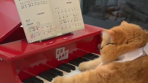 Is this the first cat on the Internet to play the piano #exlittlebeans #funnyvideo #funnycat