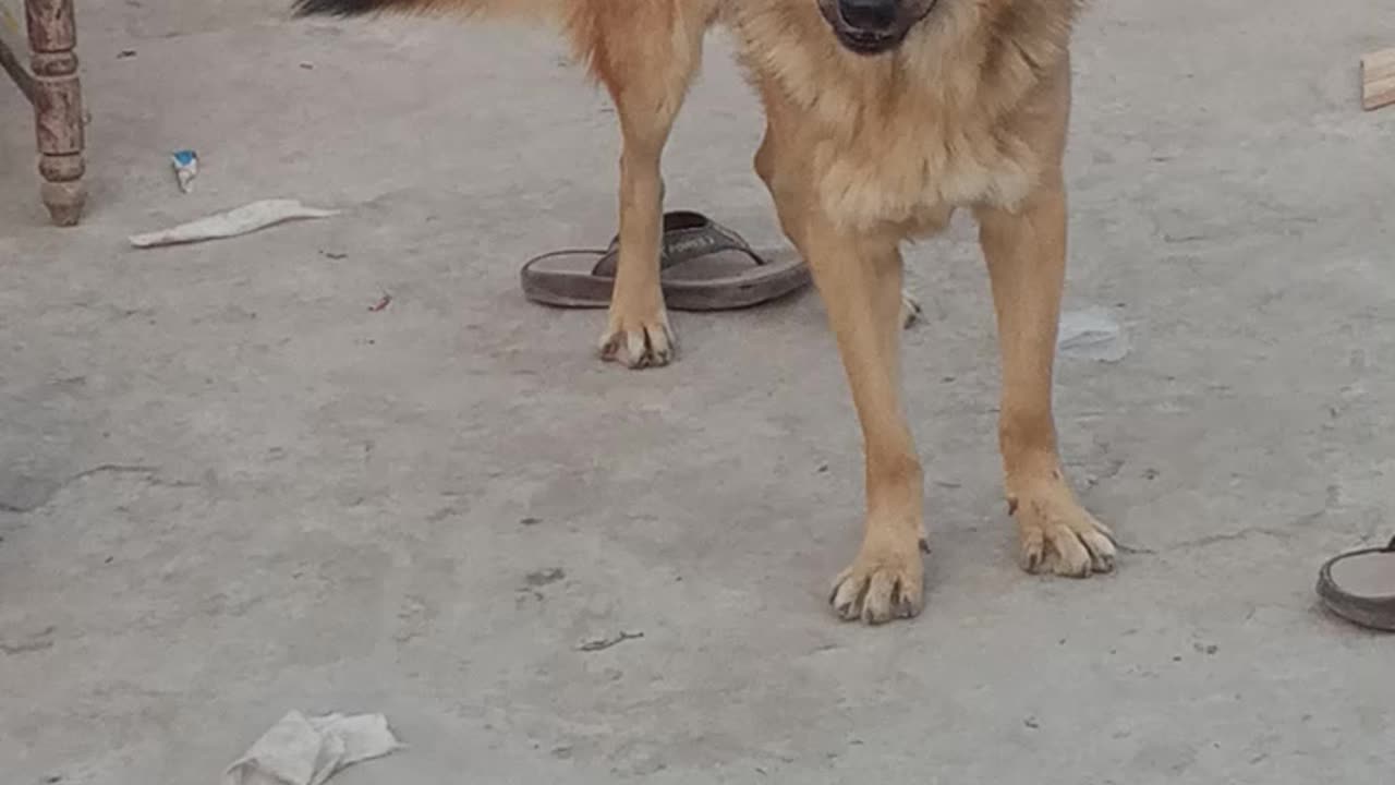 My lovely dog