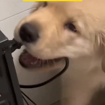 The End 🤣🤣 episode 1 #funny #pet #animals #funnyanimals #shorts #dog #ShikyFAV