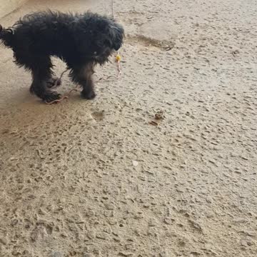 Cãozinho pedindo carinho