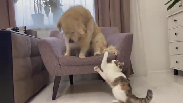 Funny Kitten Annoys Golden Retriever