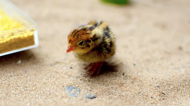 Breeding ornamental birds