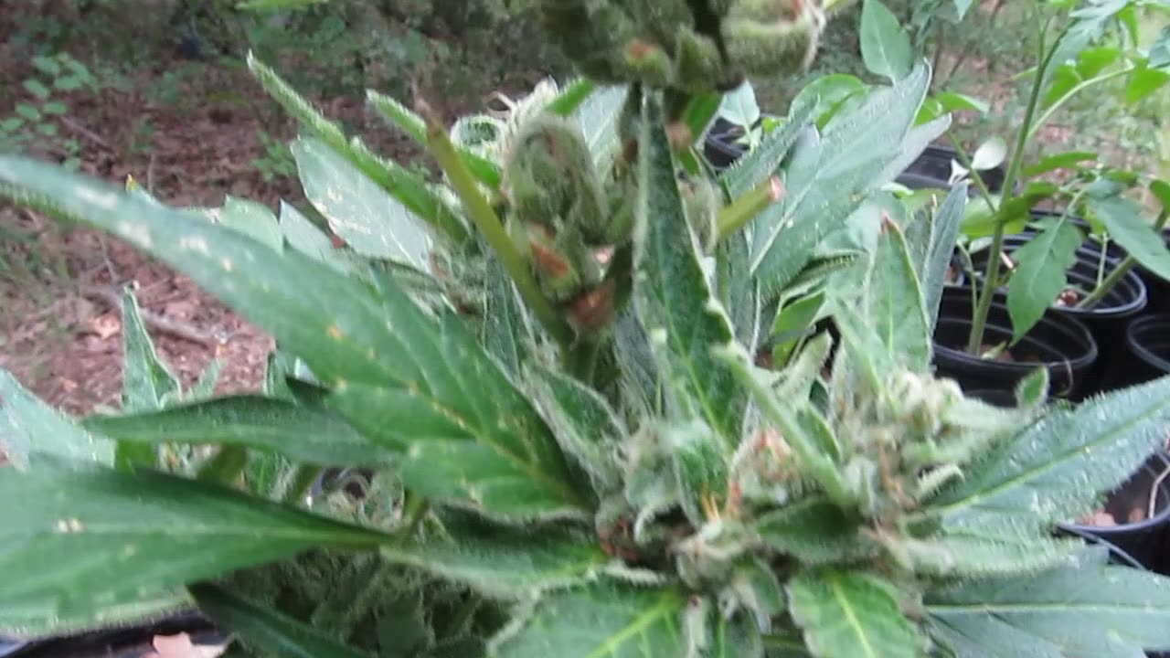 Laughing Plant