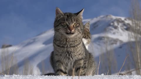 A couple of cute cats in the snow.