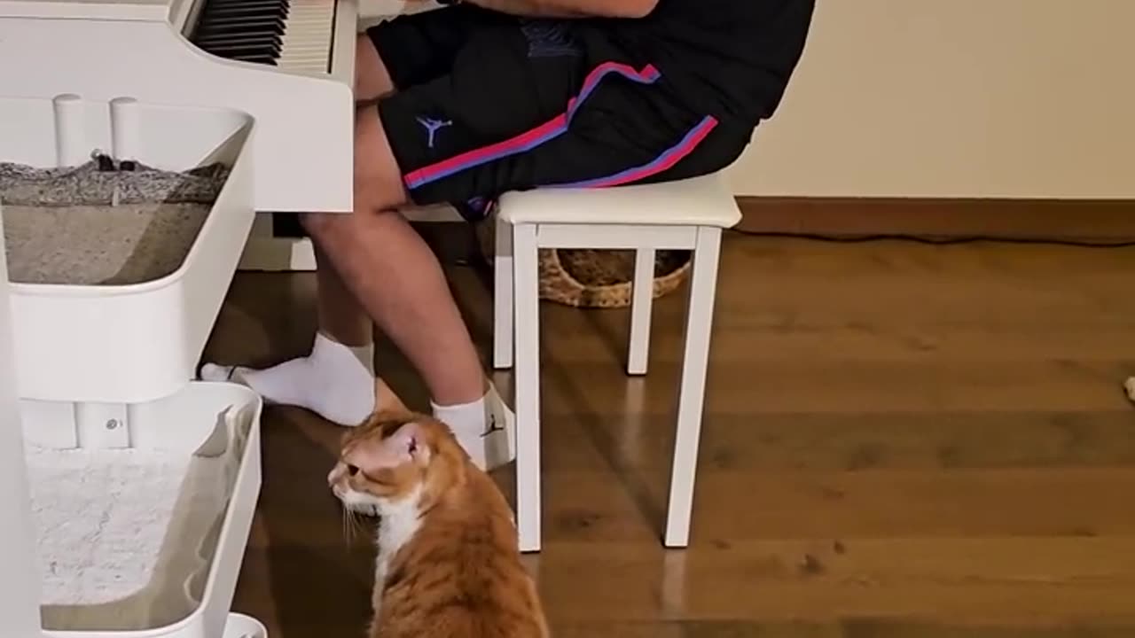 When Fevzi hears piano 😴🎹🐈❤️