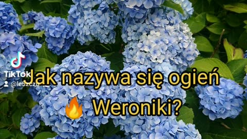 połykaczka ognia