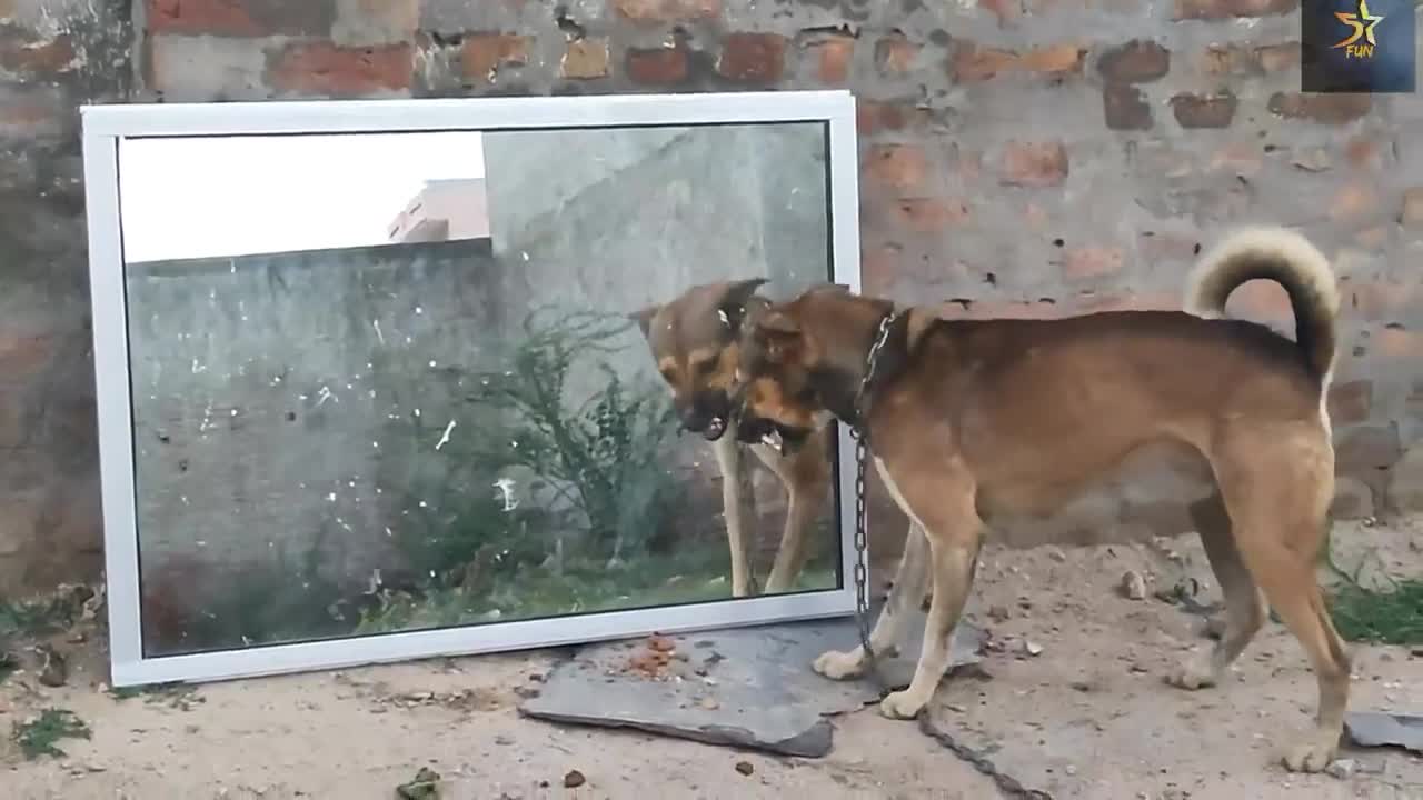 Wow!!Mirror prank with animals funny reaction!!