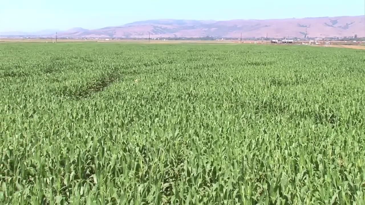 Science for a Hungry World: Part 5