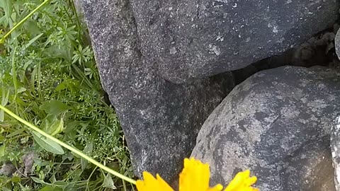 Lance-leaved coreopsis