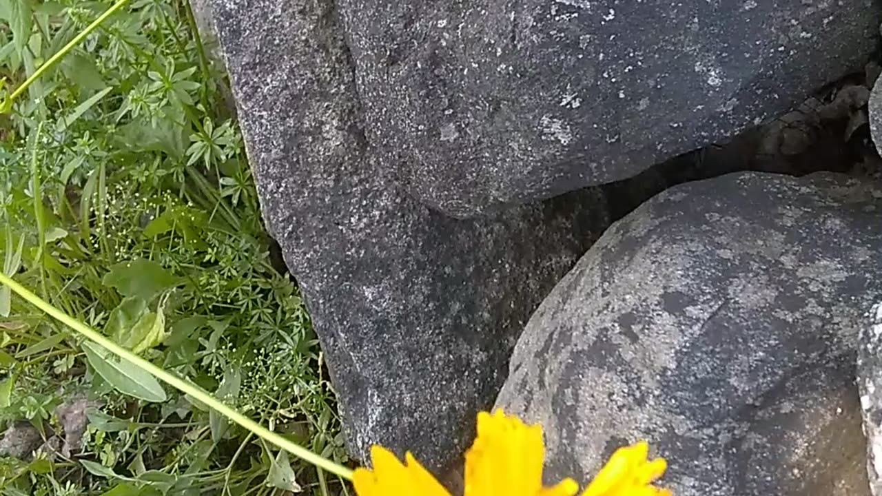 Lance-leaved coreopsis