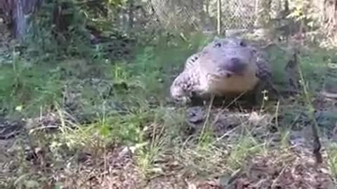 crocodile like a dog, cute
