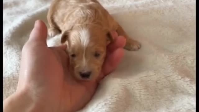 Still a puppy lol
