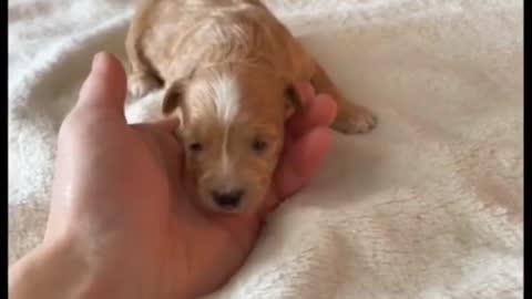 Still a puppy lol