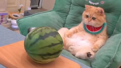Funny cat doing fun