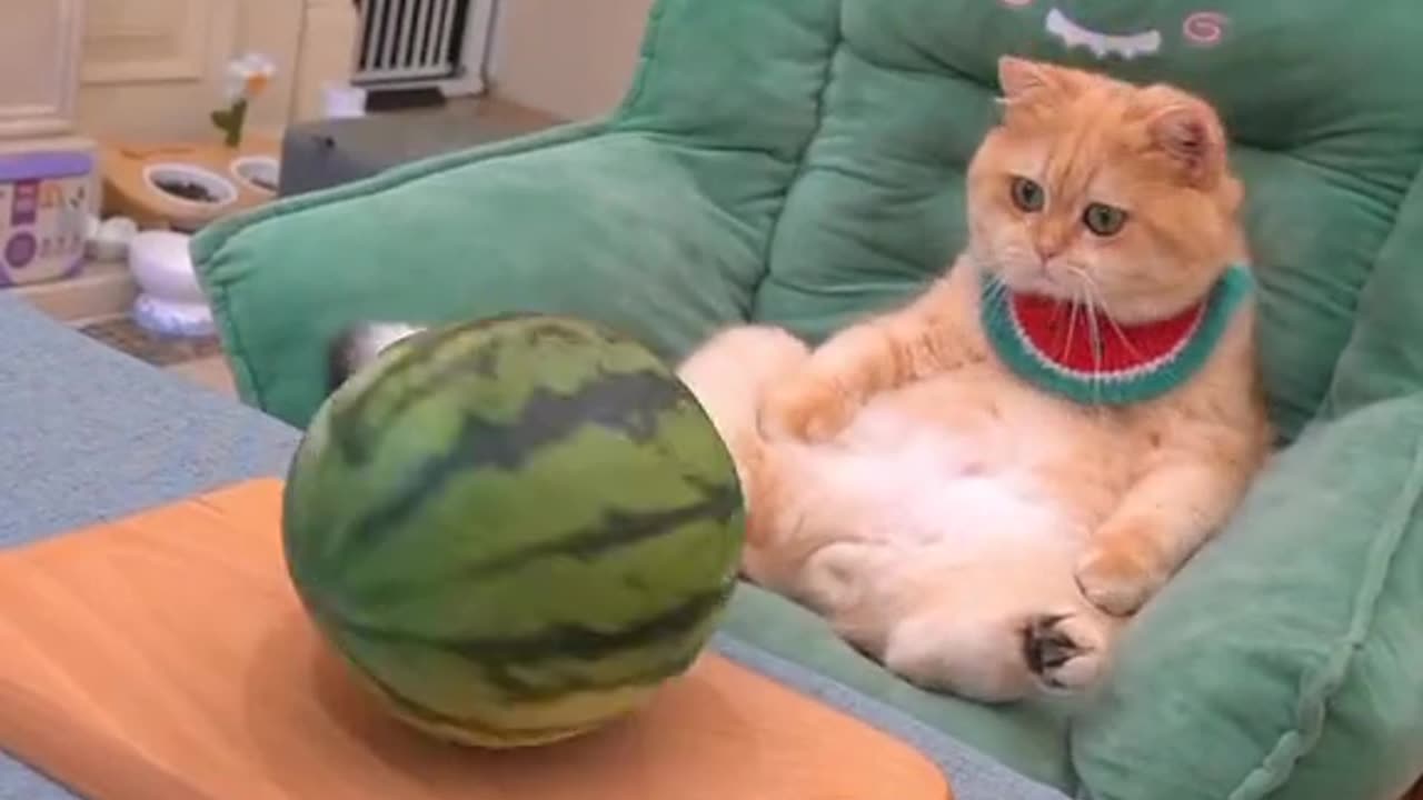 Funny cat doing fun
