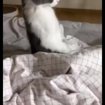 Funny cat videos on angry confuced cat videos
