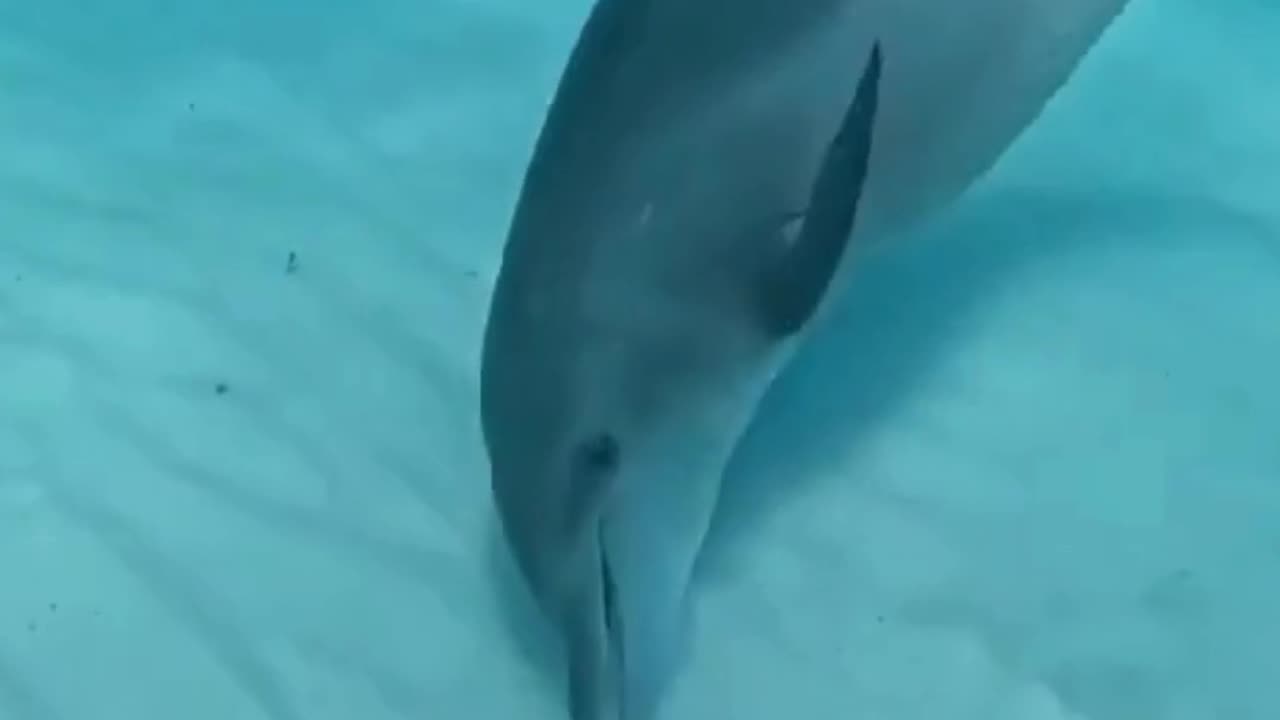 Dolphin And Puffer Fish