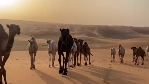 Camel caret