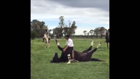 Funny and Cute Horse Videos Compilation cute moment of the horses- Cutest Horse #5-3