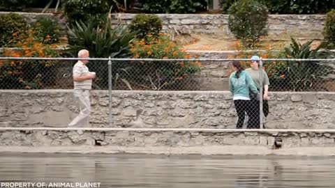 Lion Sees Her Adoptive Dad After 7 Years