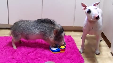 Mini Pig plys Piano for adoable Bull Terrier