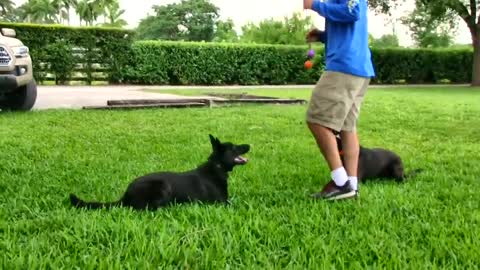 Behind the scene Footage at My Dog Trainer's Dog Training academy!