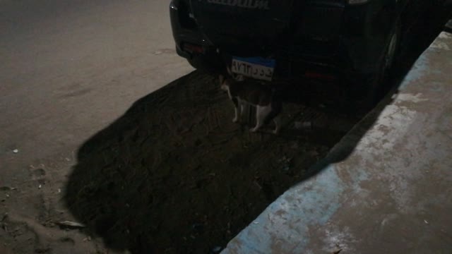 Weird Cat Suspicious Sound At Night