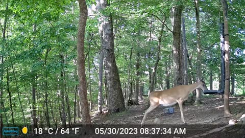 The Woods – 05/30/2023