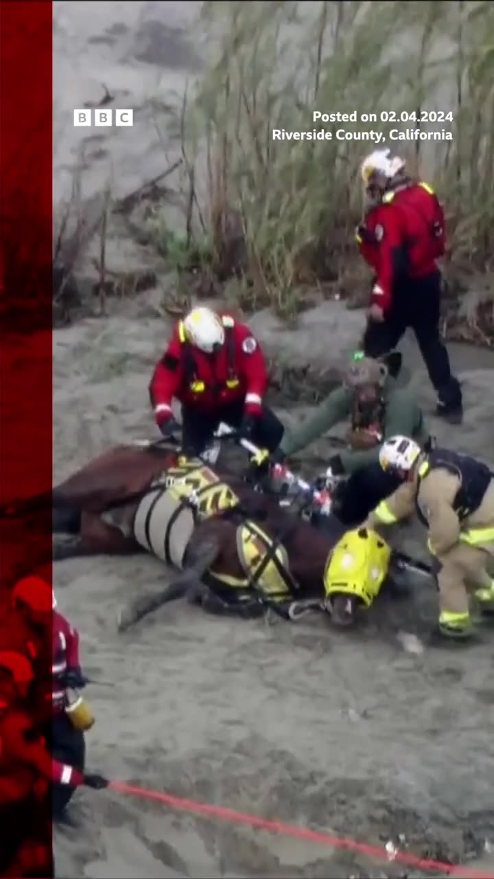 Horse airlifted after nearly 24 hours stuck in California river