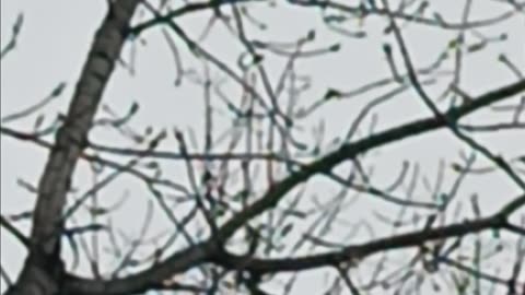 Red tailed hawk