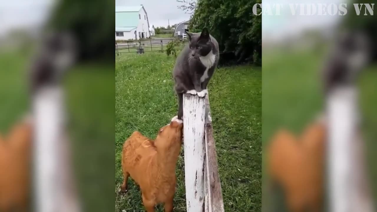 funniest animal videos