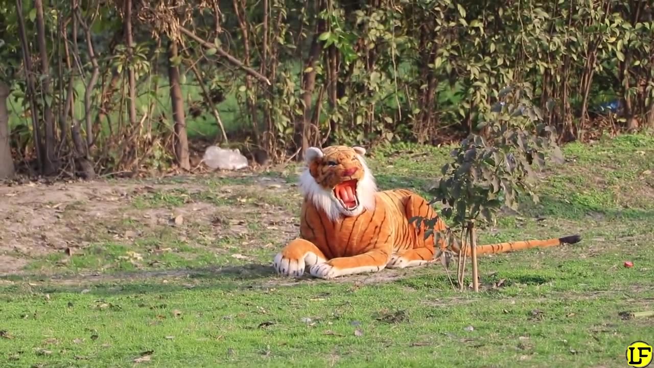 Fake Tiger Prank - Pranks in Pakistan - LahoriFied #prank #viral #shorts #2024 #laugh #Hashtags #BestYouTubeChromeExtension #MoreViews @viral