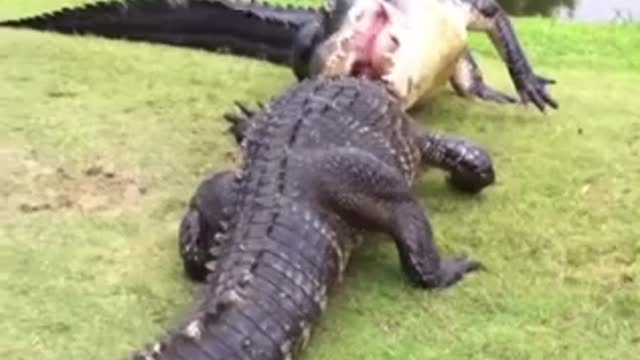 Insane crocodile fight on golf course