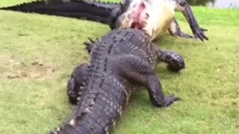 Insane crocodile fight on golf course