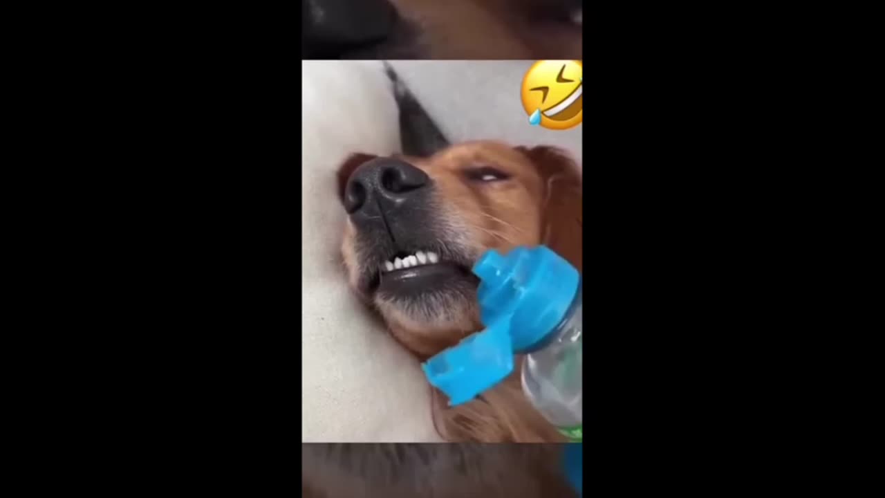 Dog and cat funny video